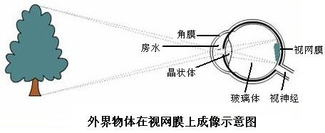 下图是模拟眼球成像的实验操作示意图和近视眼成像的示意图,请据图